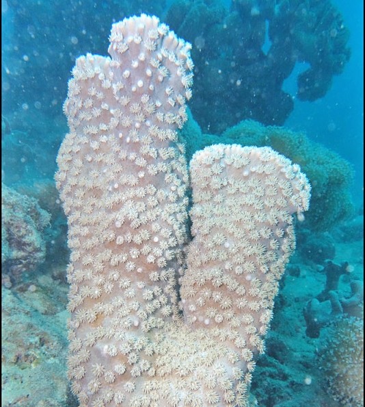 Disc coral (Turbinaria peltata)