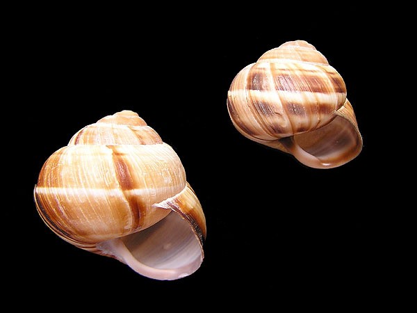 Gestreifte weinbergschnecke (Helix lucorum)