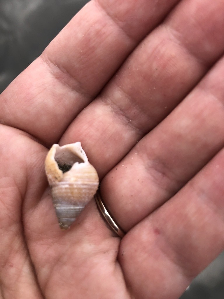 Nassarius fossatus (Nassarius fossatus)