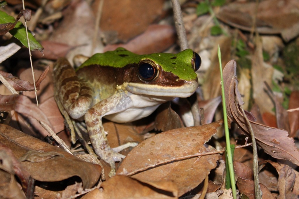 Chloronate huia frog (Odorrana chloronota)