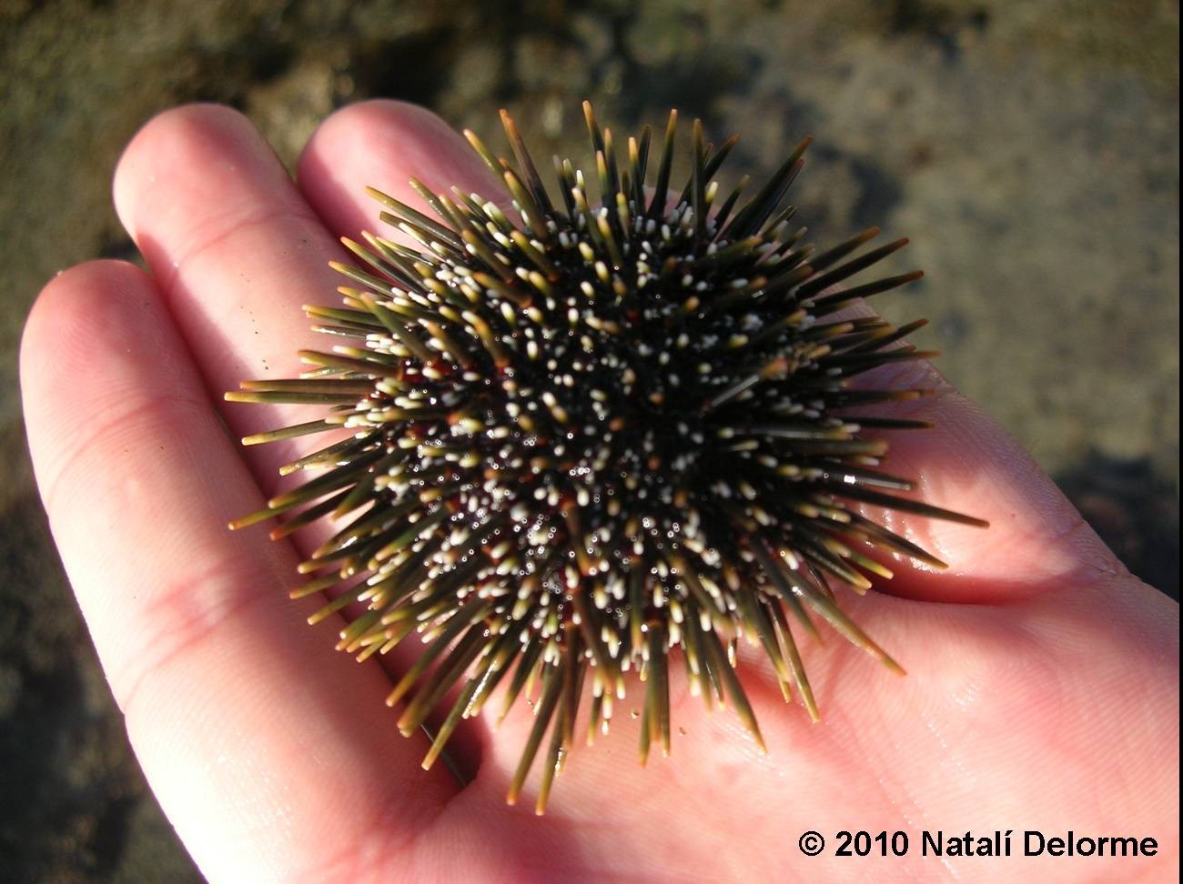 Evechinus chloroticus (Evechinus chloroticus)