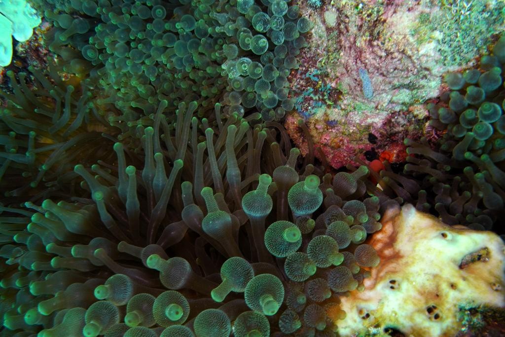 Anémone à bouts renflés (Entacmaea quadricolor)