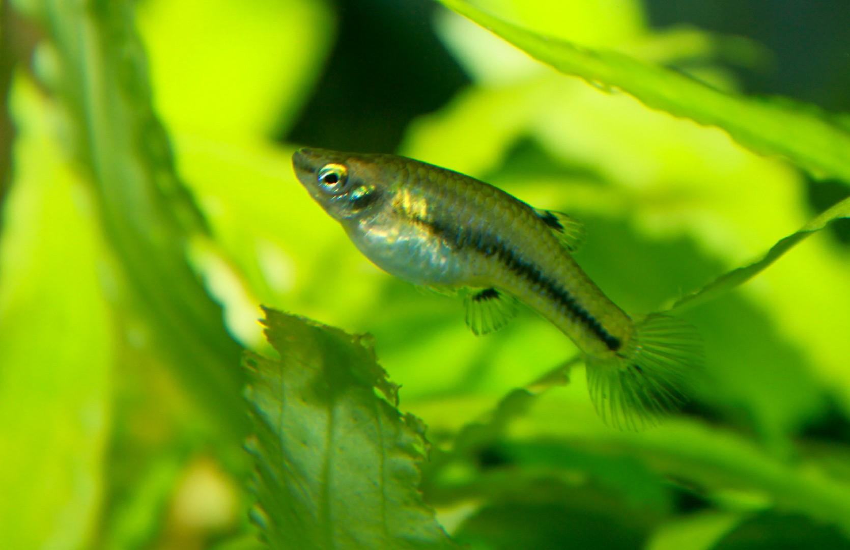 Vivíparo-anão (Heterandria formosa)