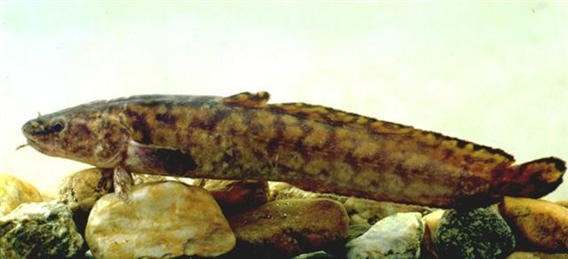 Nalim rechnoi (Lota lota) - Picture Fish