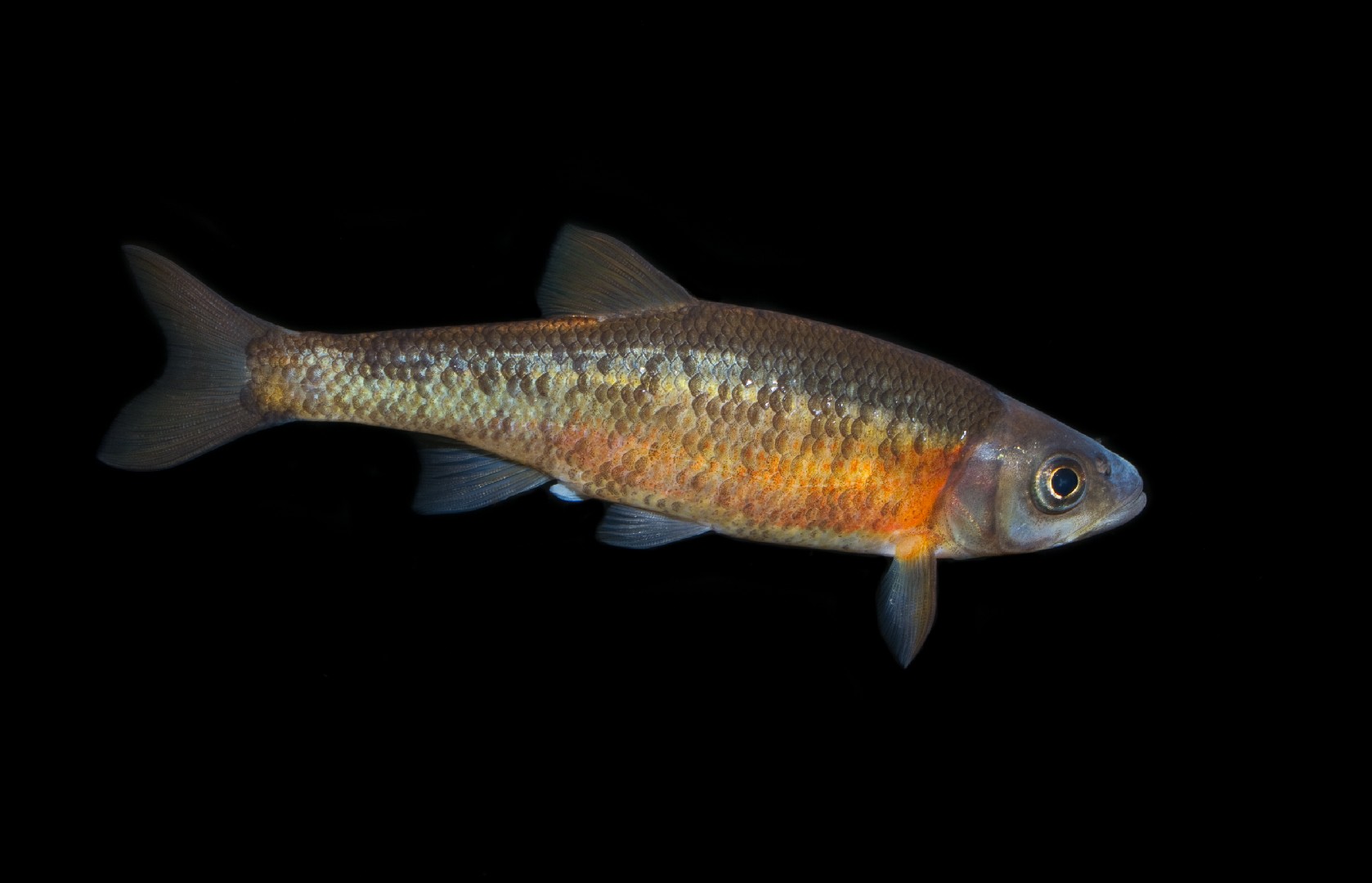 Clinostomus funduloides (Clinostomus funduloides)