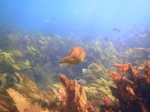 Toothbrush leatherjacket (Acanthaluteres vittiger)