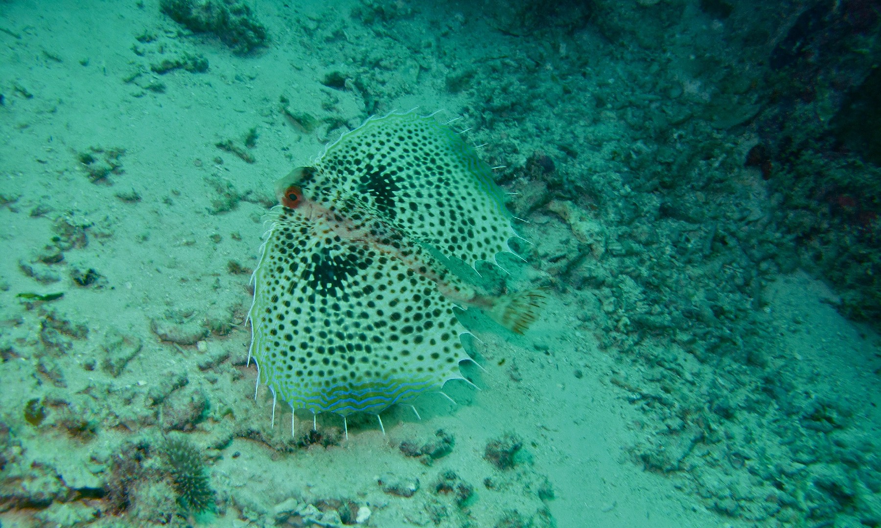 Grondin volant rouge (Dactyloptena orientalis)