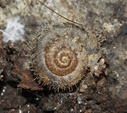 Xerotricha conspurcata (Xerotricha conspurcata)