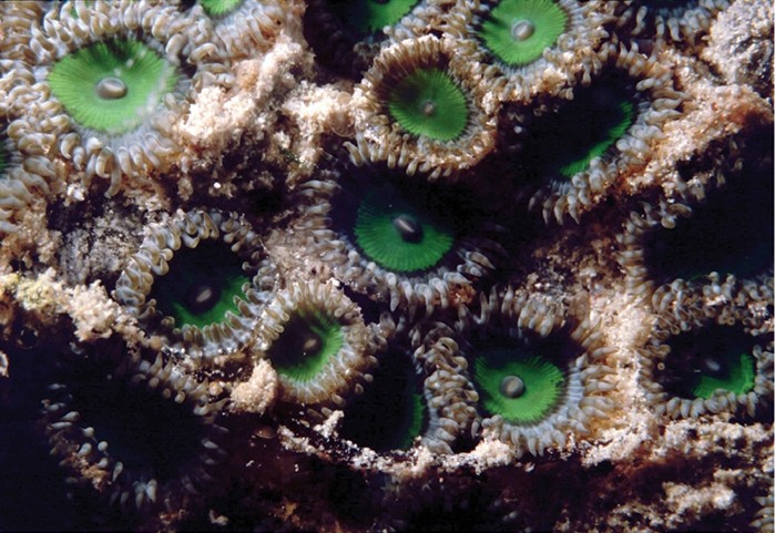 桑吉巴花群海葵 (Zoanthus sansibaricus)