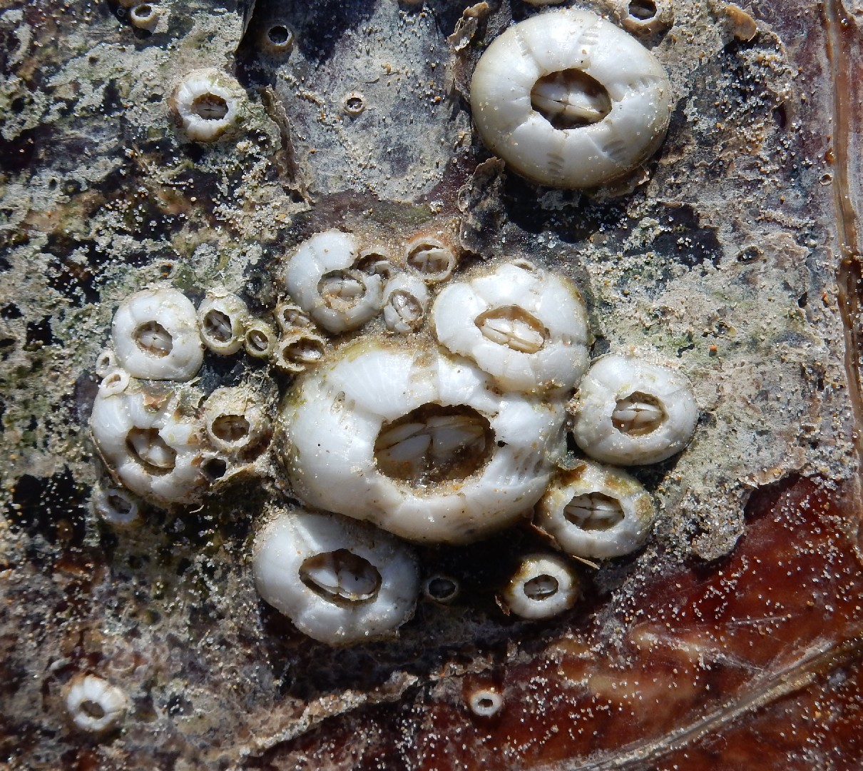 Turtle barnacle (Chelonibia testudinaria)