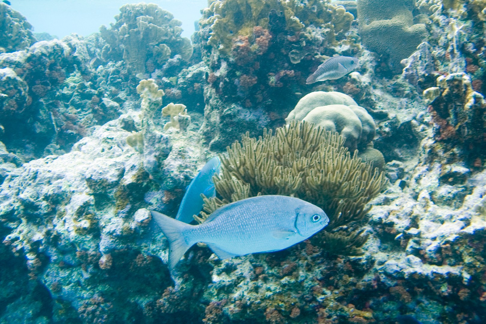 Salemo do brasil (Kyphosus sectatrix)