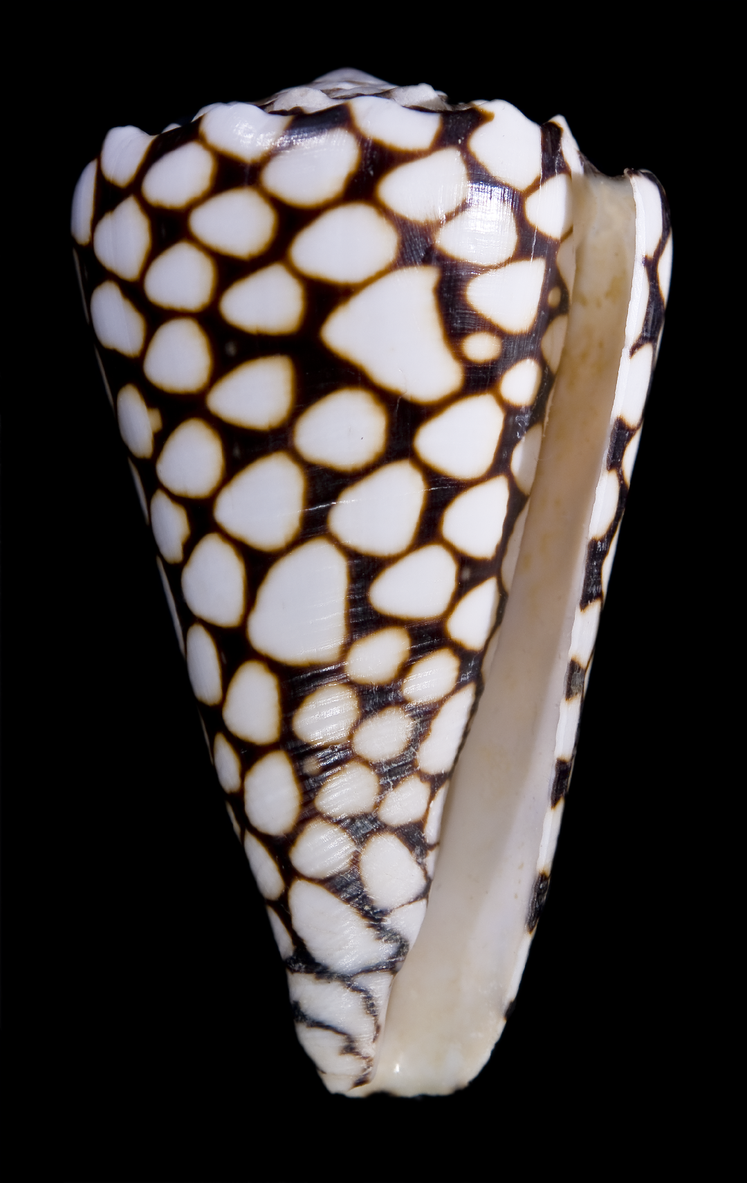 Conus marmoreus (Conus marmoreus)