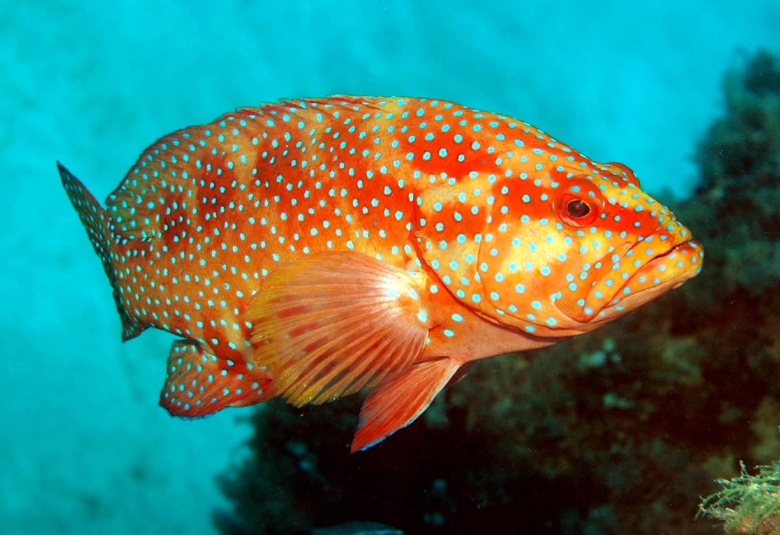 Mero con pintas (Plectropomus leopardus)