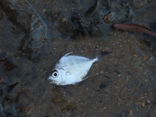 Leiognathus (Leiognathus)