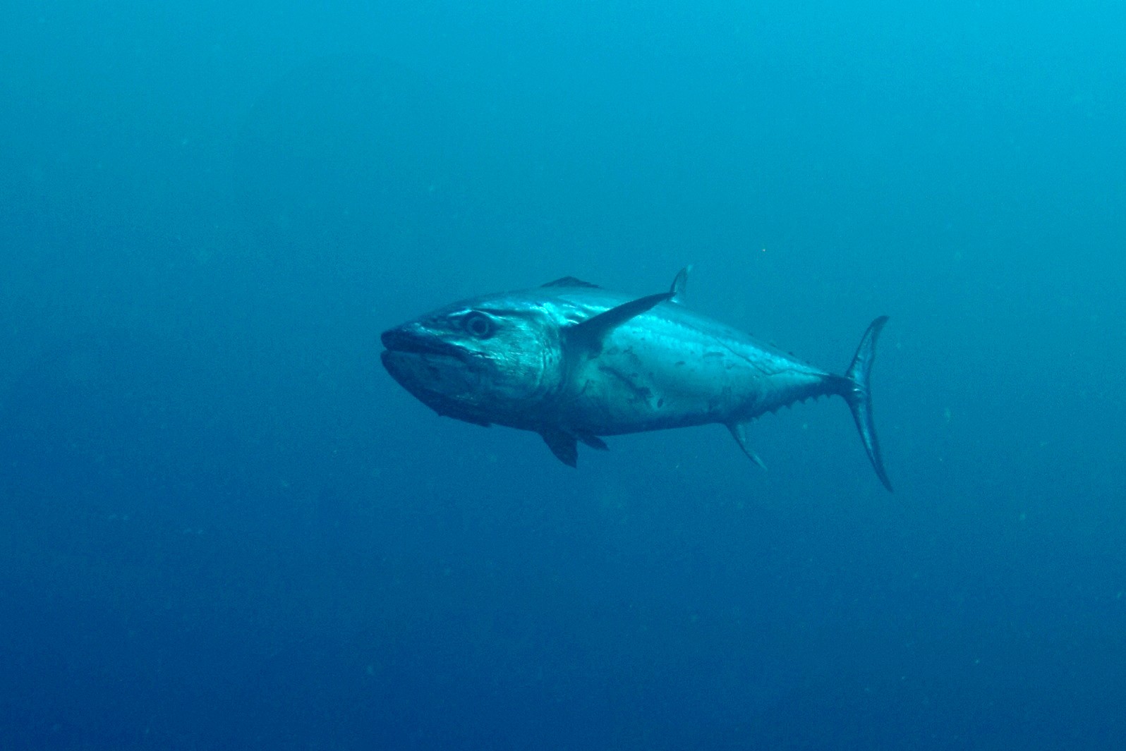 裸鰆 (Gymnosarda unicolor)