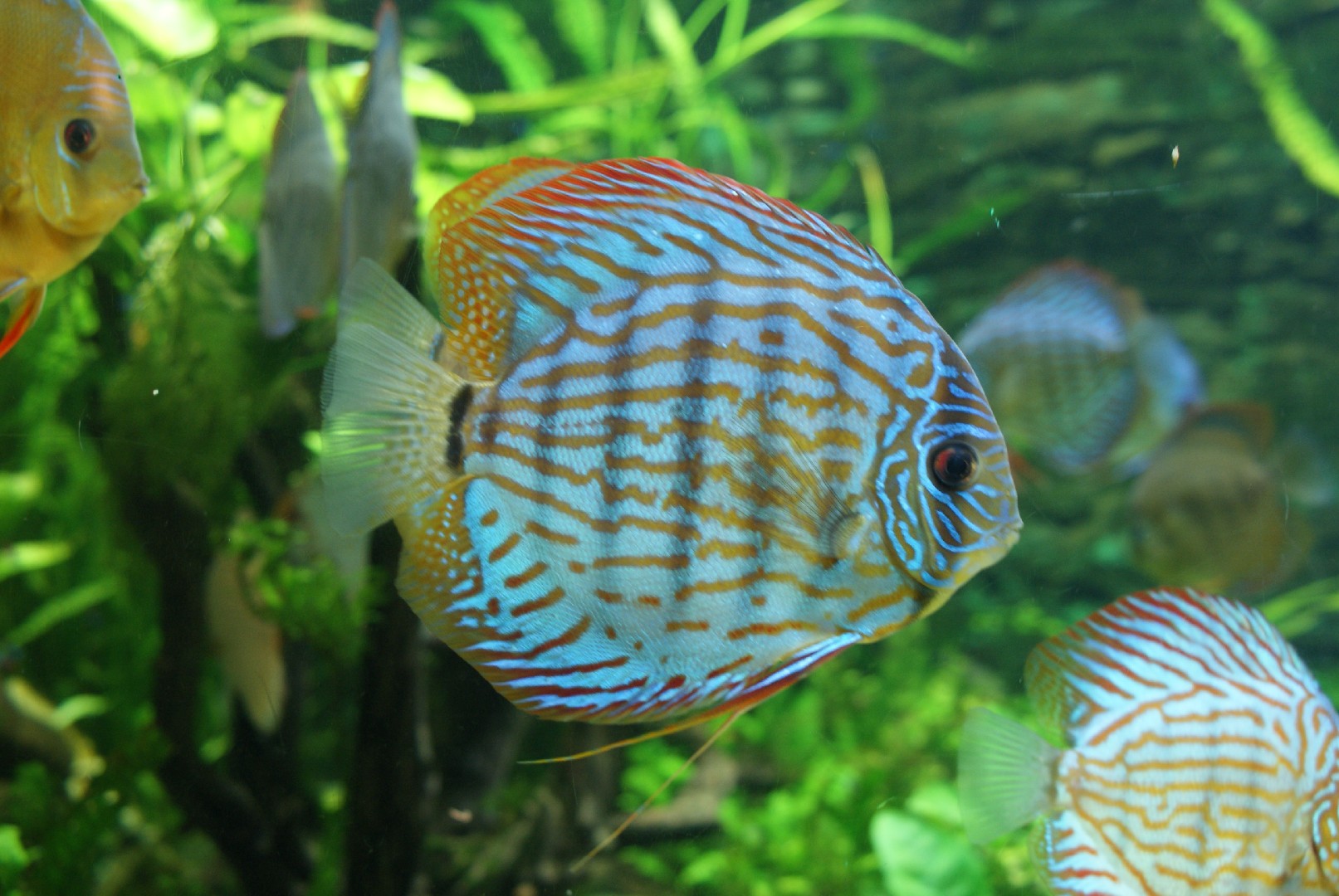 Дискус равнополосый (Symphysodon aequifasciatus) - Picture Fish