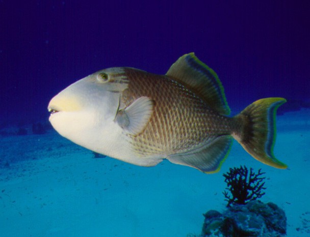 Yellowmargin triggerfish (Pseudobalistes flavimarginatus)