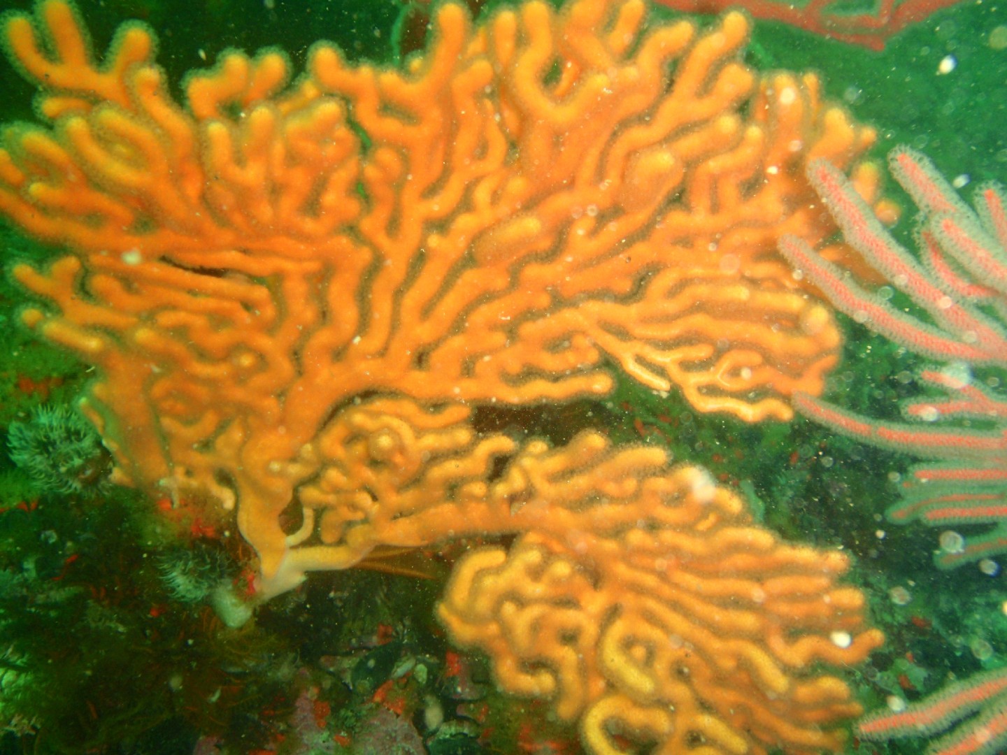 Sinuous sea fan (Eunicella tricoronata)