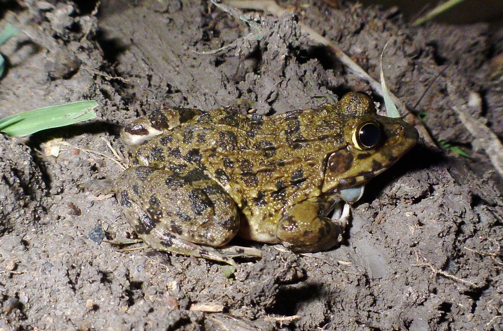 Peters frogs (Hoplobatrachus)