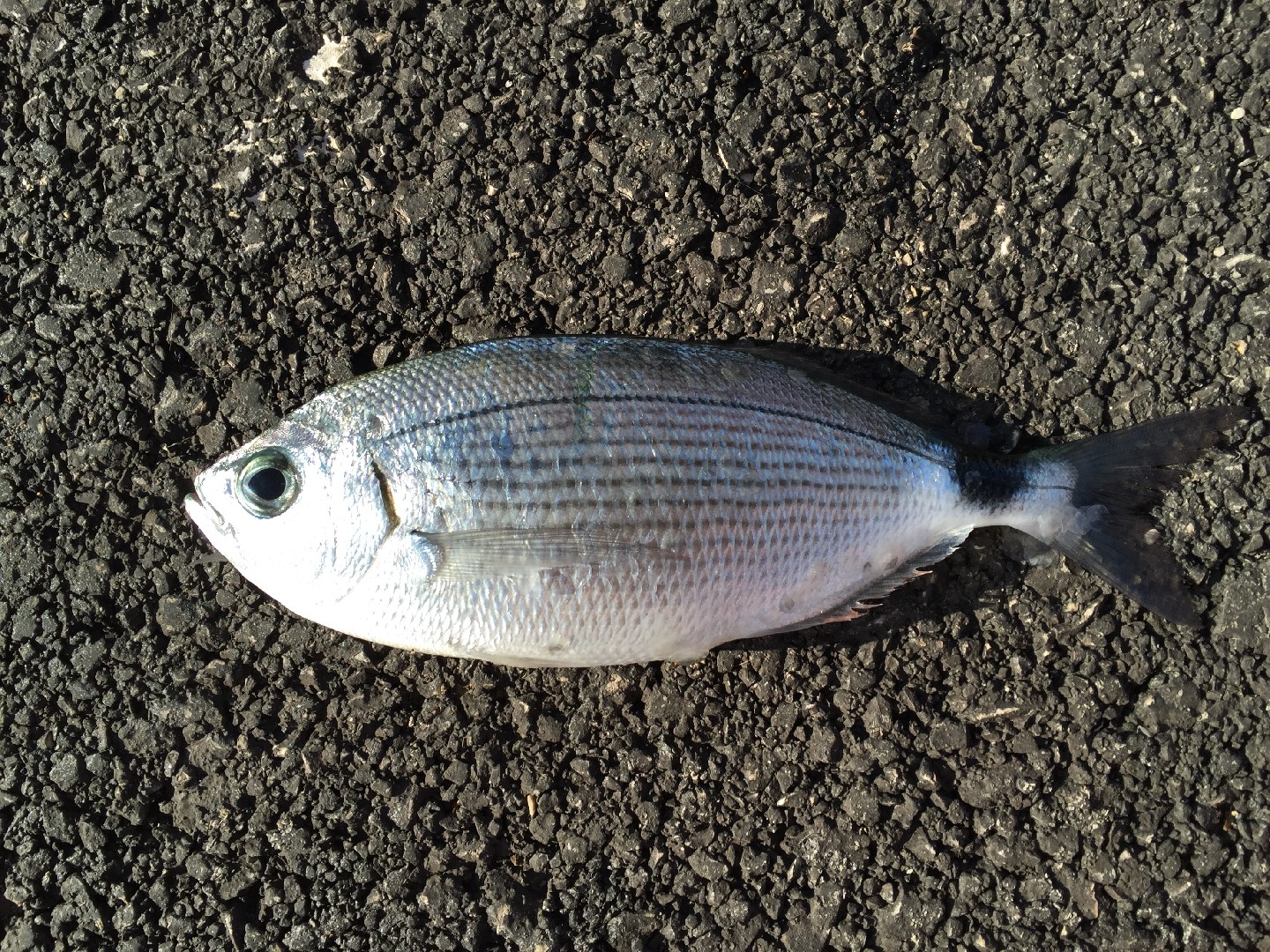 Saddled seabream (Oblada melanura)