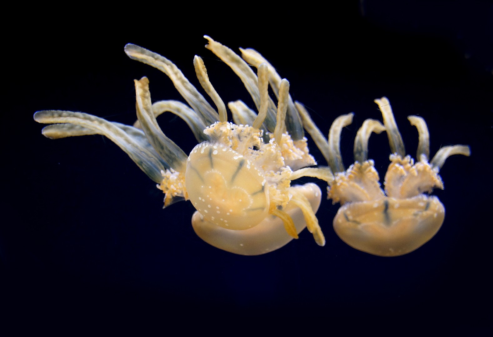 Spotted jelly (Mastigias papua)