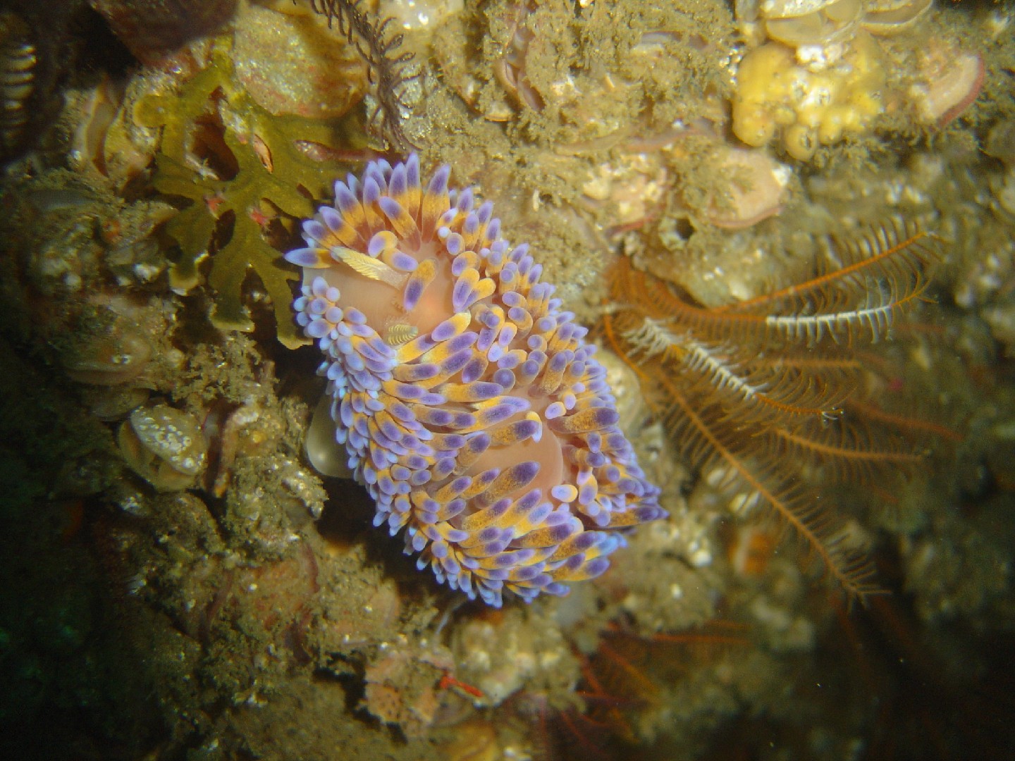 Gasflame nudibranch (Bonisa)