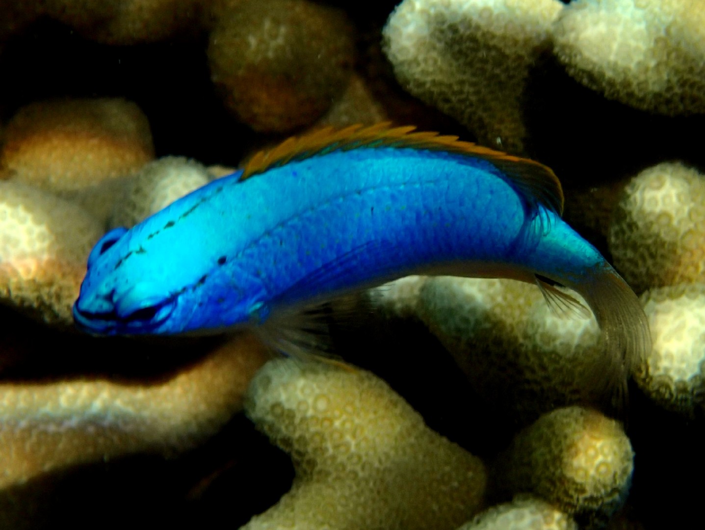 Southseas devil (Chrysiptera taupou)