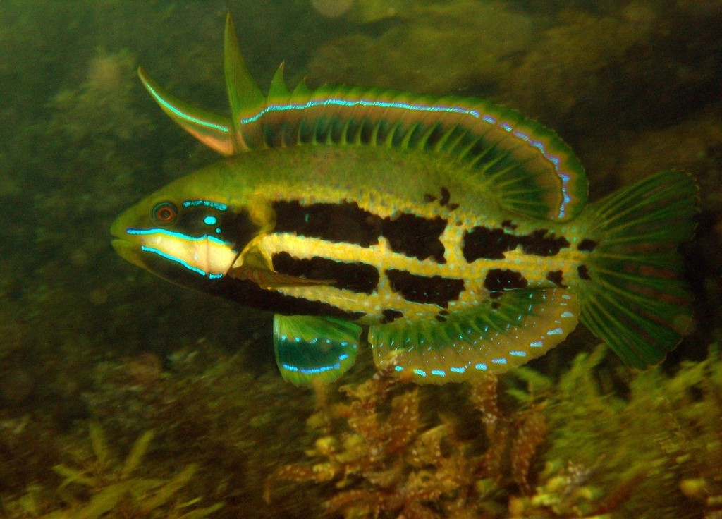 Heteroscarus acroptilus (Heteroscarus acroptilus)