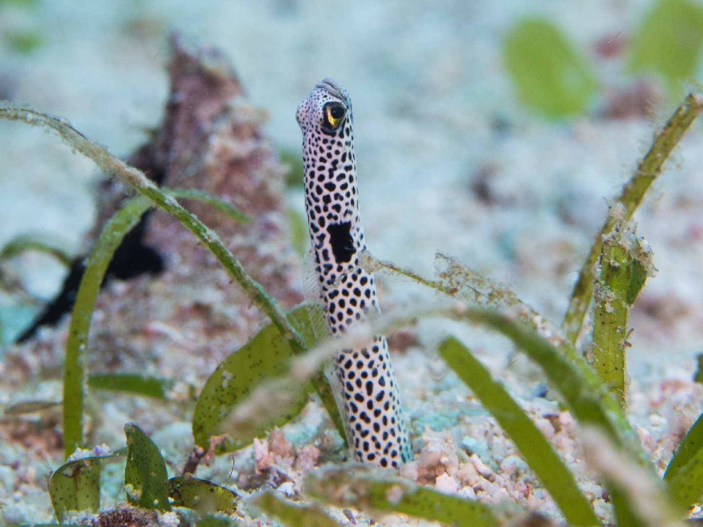 Carongo (Heteroconger hassi)