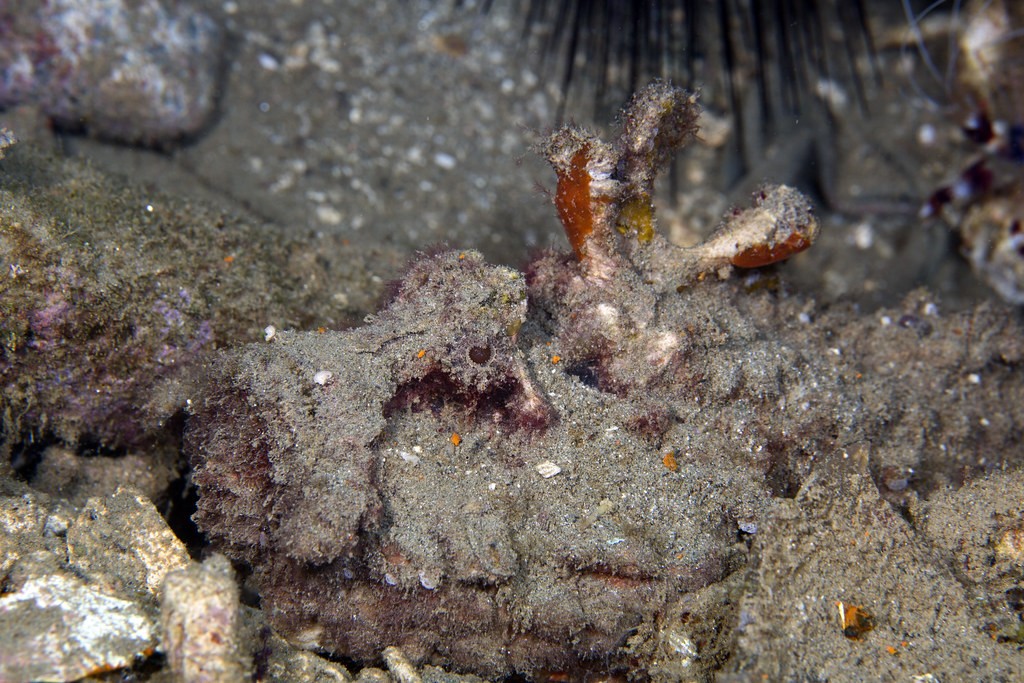 Stingfishes (Inimicus)