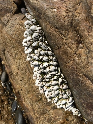 Japanese goose barnacle (Capitulum mitella)