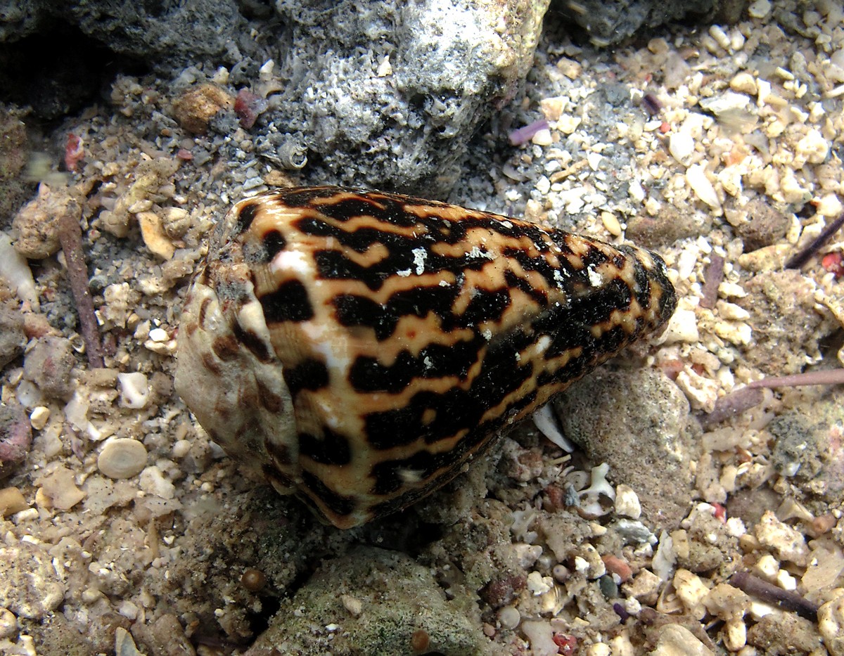 Wurmkegel (Conus chaldaeus)