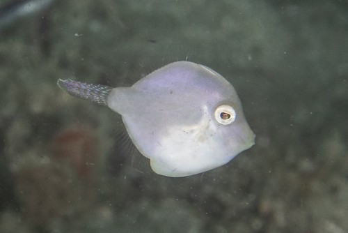 Inflator filefish (Brachaluteres)