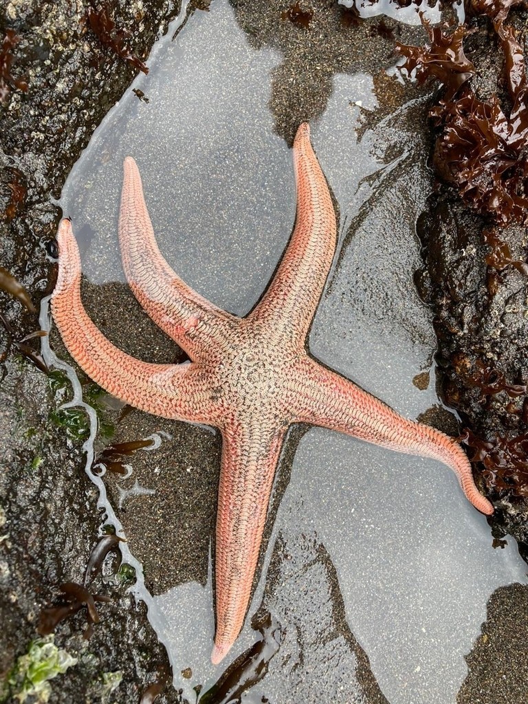 Estrella de mar de cinco brazos (Stichaster striatus)