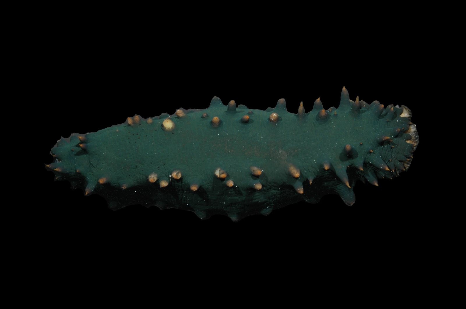 Greenfish sea cucumber (Stichopus chloronotus)