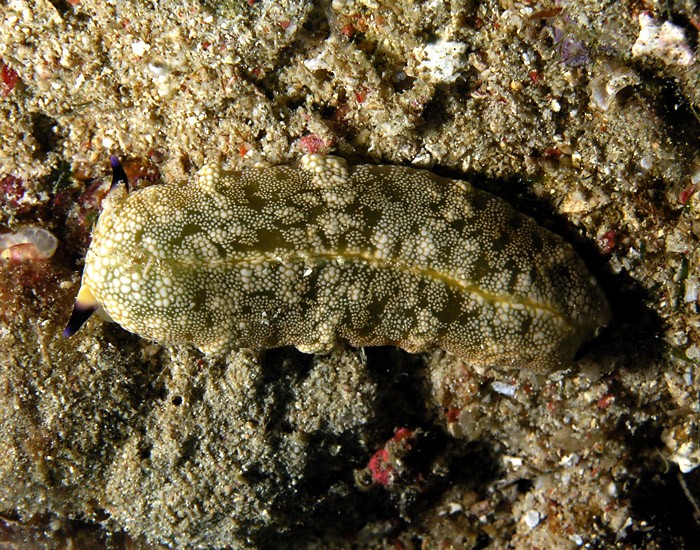 Ringed sap-sucking slug (Plakobranchus ocellatus)