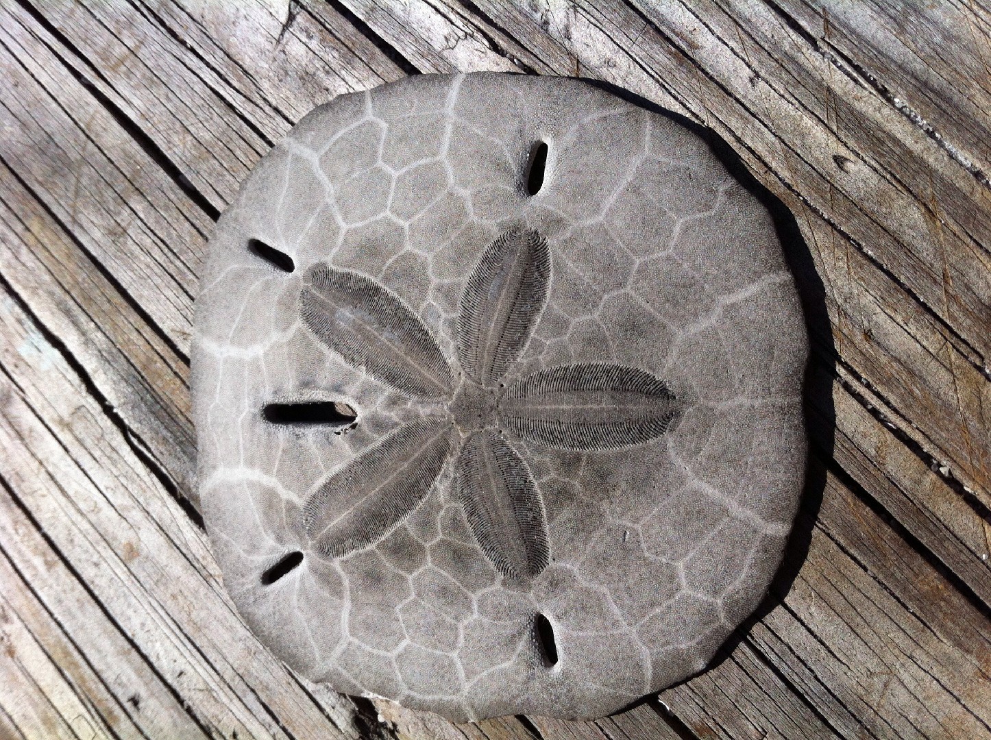 Keyhole sand dollars (Mellita)