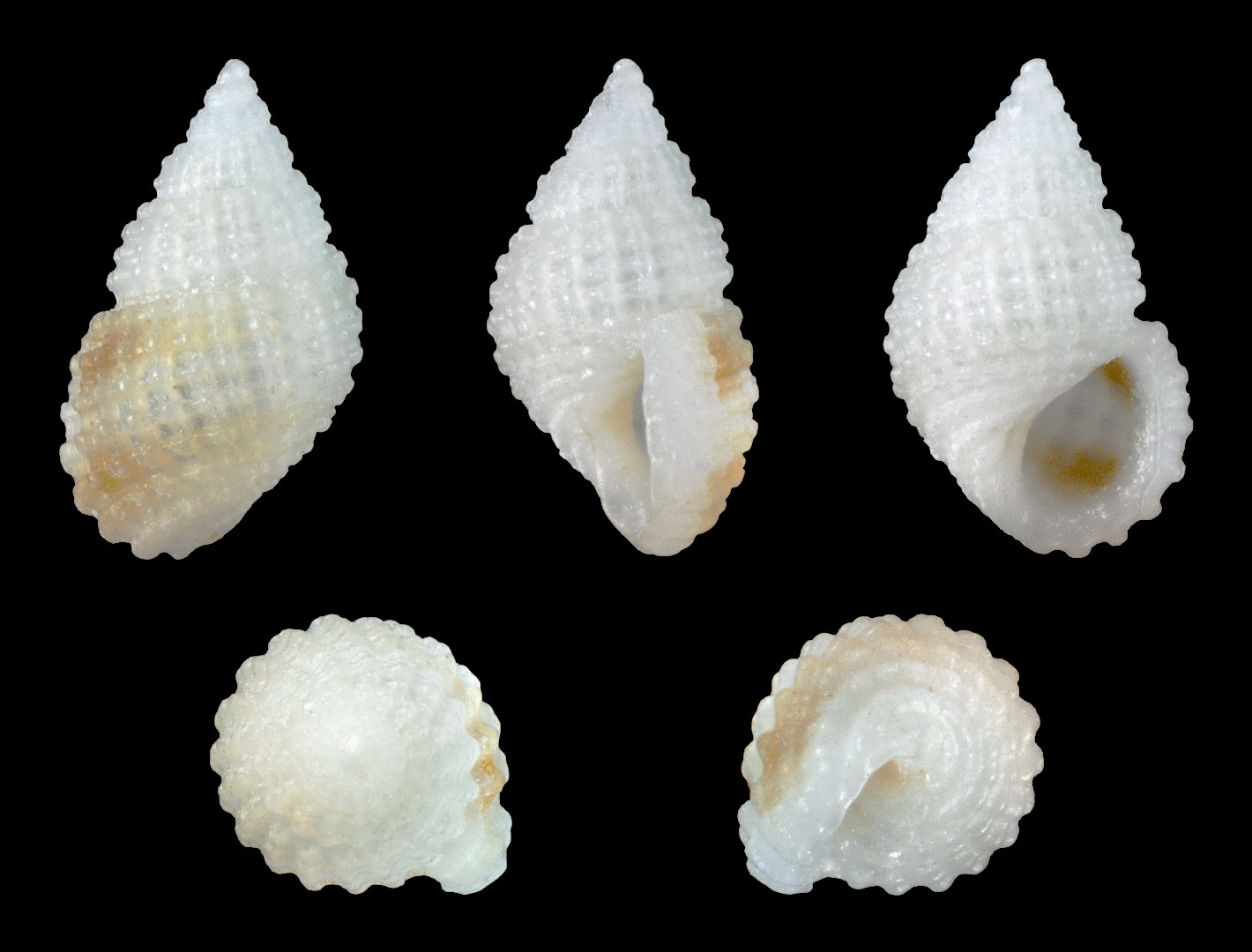 Alvania Cimex Alvania Cimex Picture Fish Alvania Cimex Alvania Cimex Picture Fish