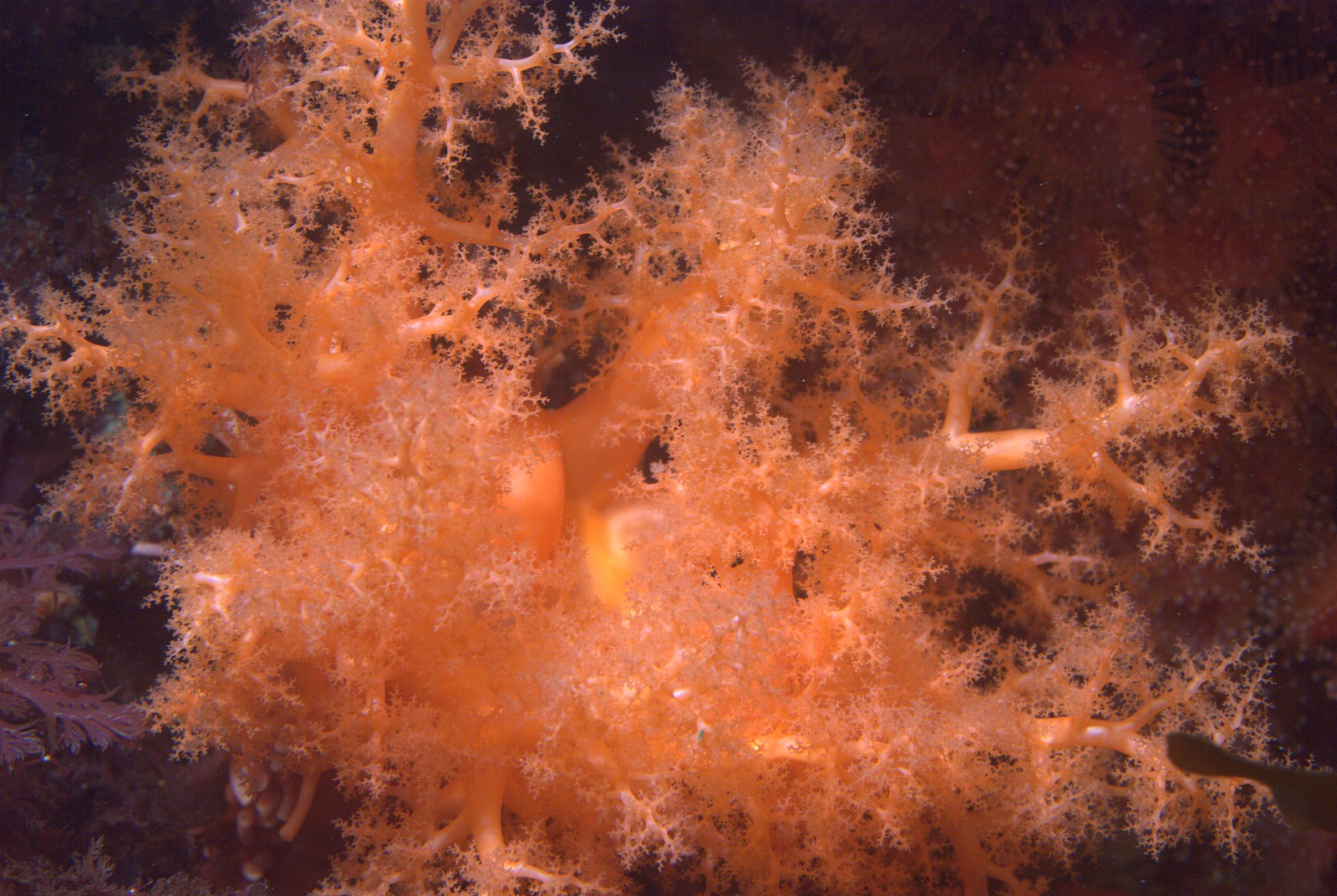 Orange sea cucumber (Cucumaria miniata)