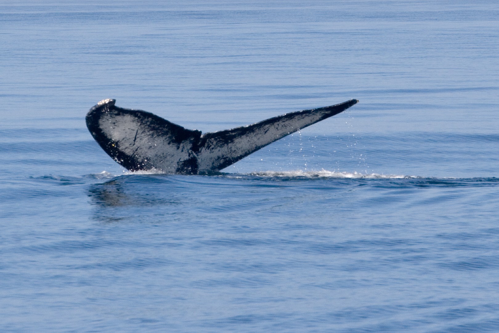 Humpback whale (Megaptera novaeangliae)