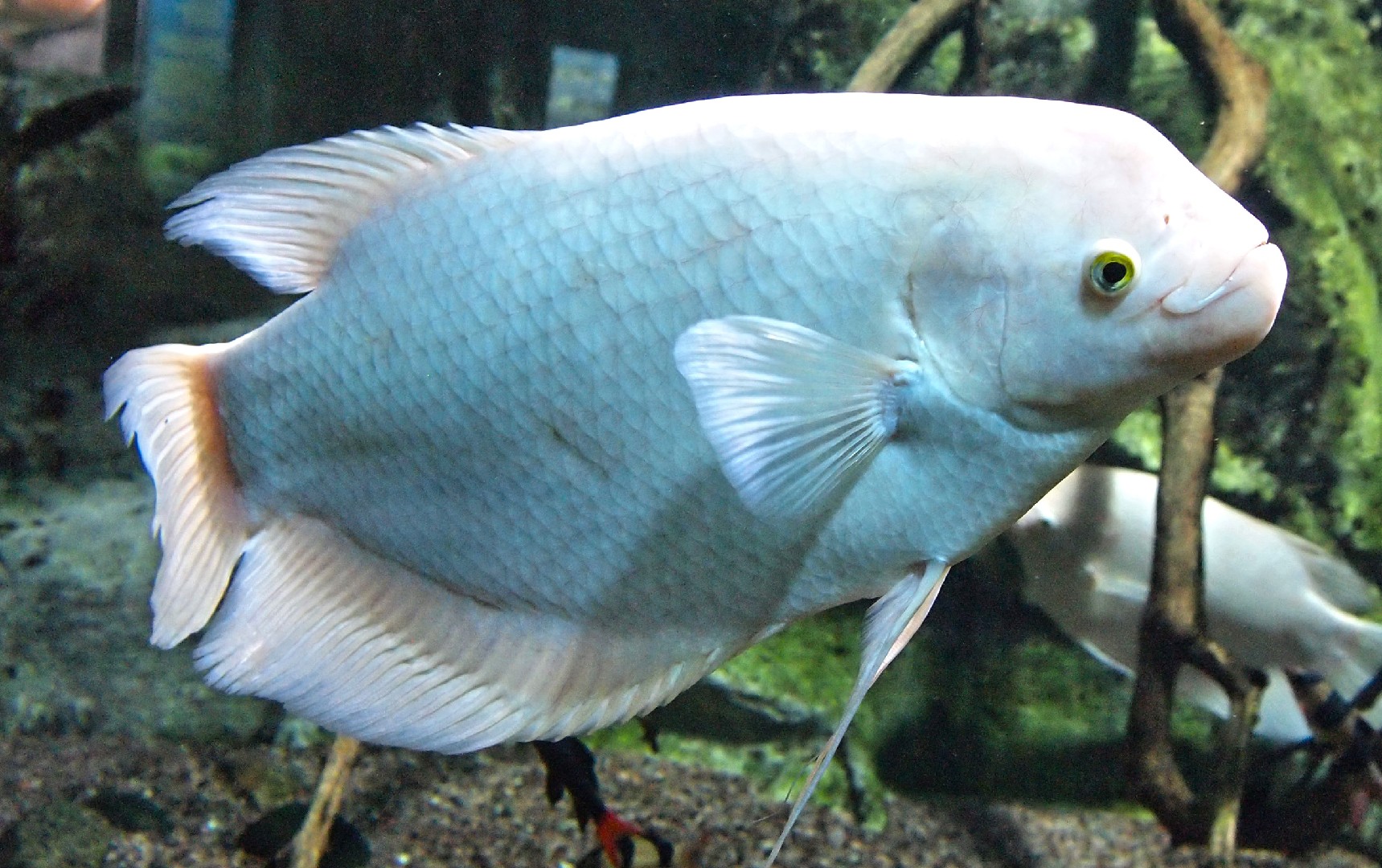 Giant gourami (Osphronemus goramy)