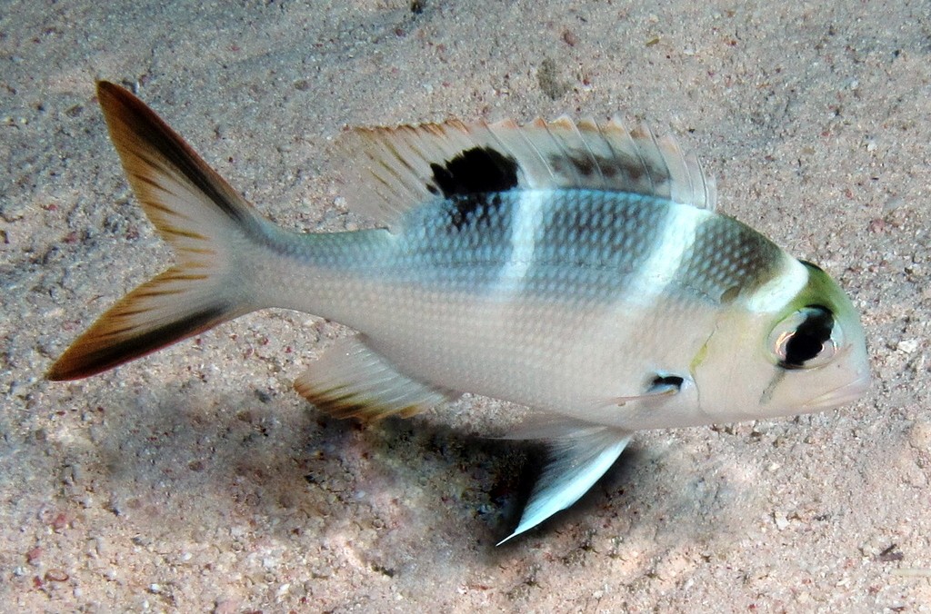 Humpnose big-eye bream (Monotaxis grandoculis)