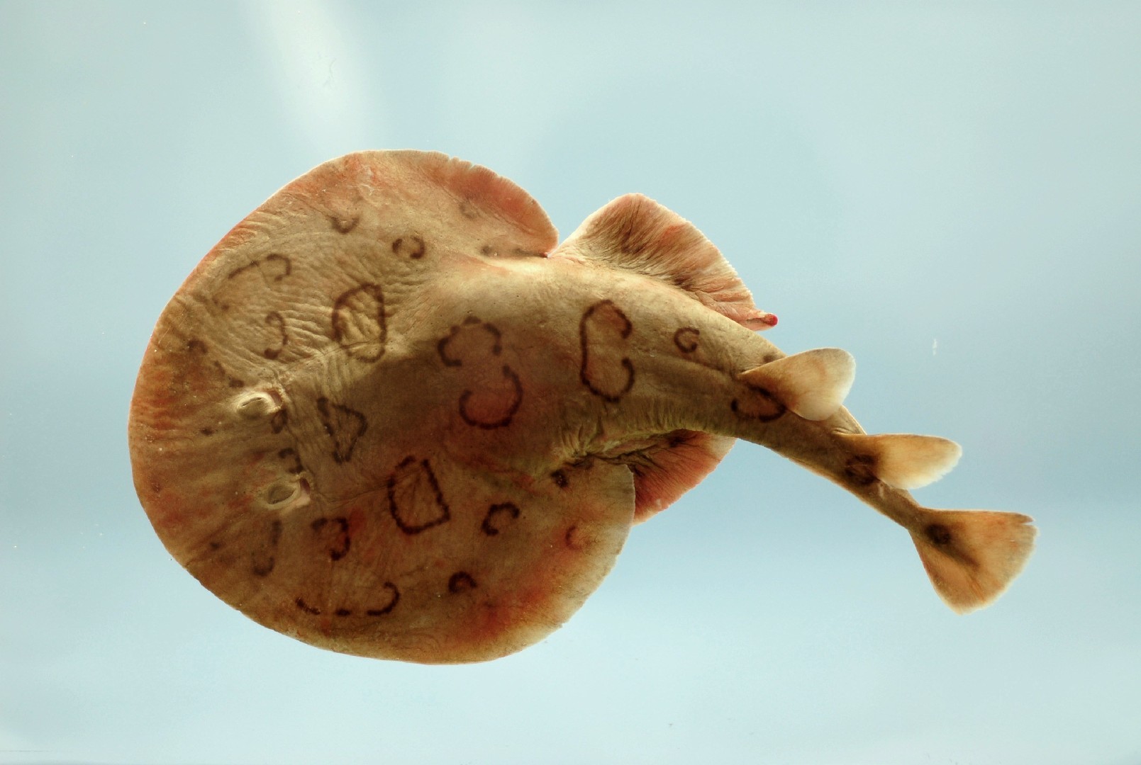 Lesser electric ray (Narcine bancroftii)