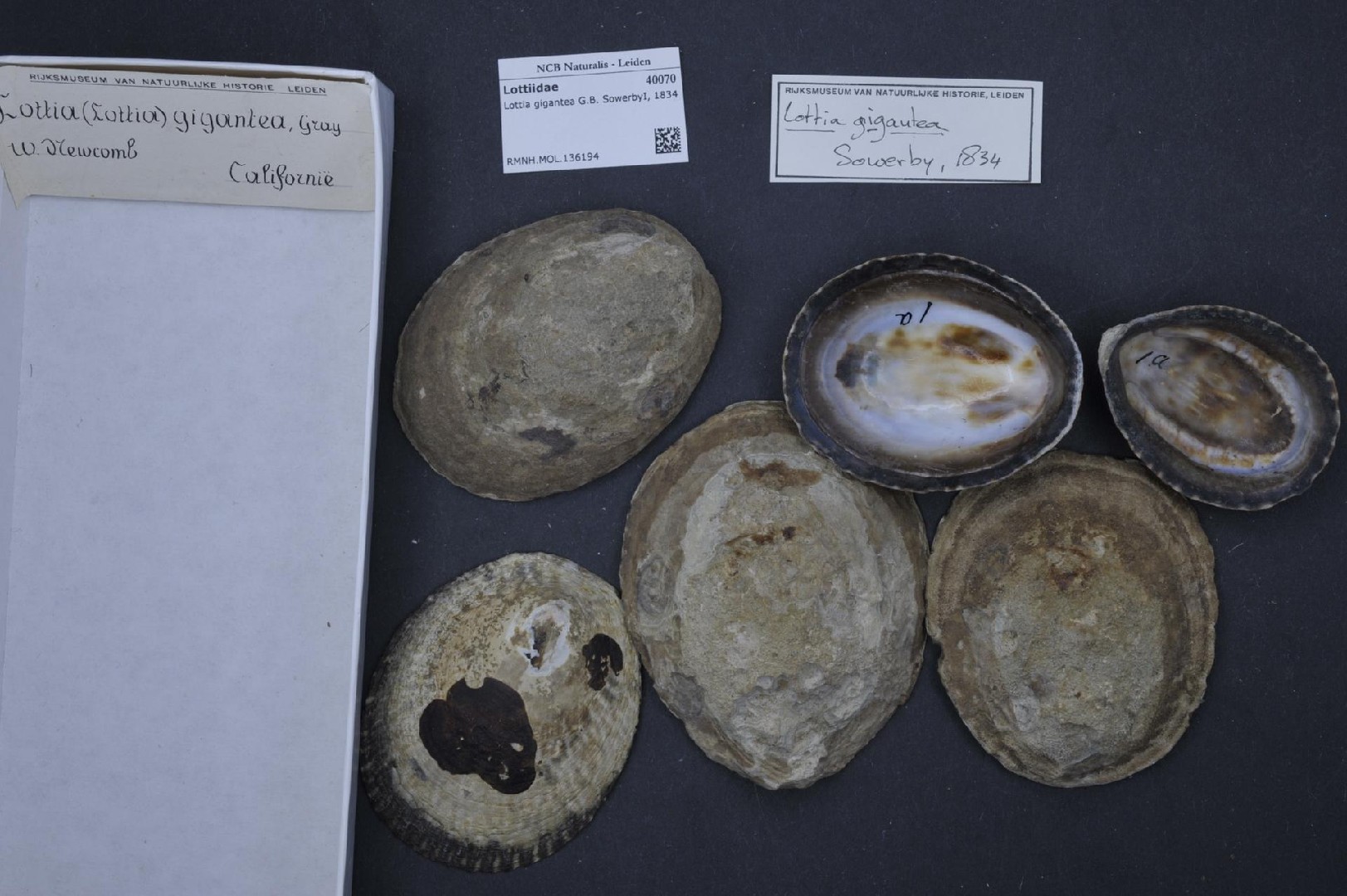 Owl Limpet Lottia Gigantea Picture Fish