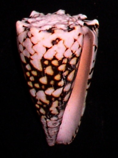 Conus bandanus (Conus bandanus)