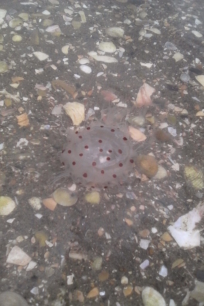 Spotted jellyfish (Desmonema gaudichaudi)