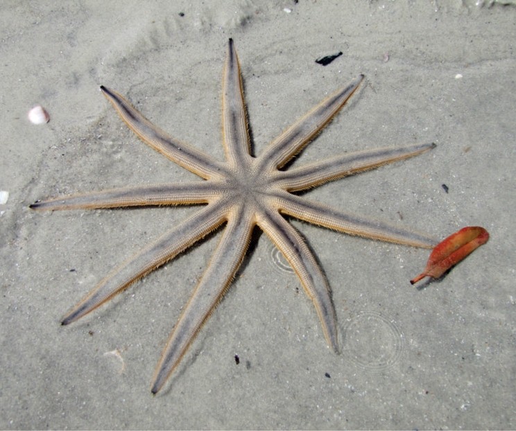 Nine-armed sea star (Luidia senegalensis)