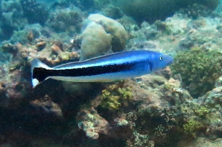 Blauwe torpedobaars (Malacanthus latovittatus)