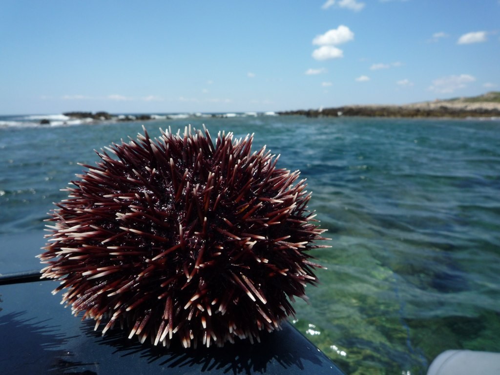 Purple sea urchin (Sphaerechinus granularis)