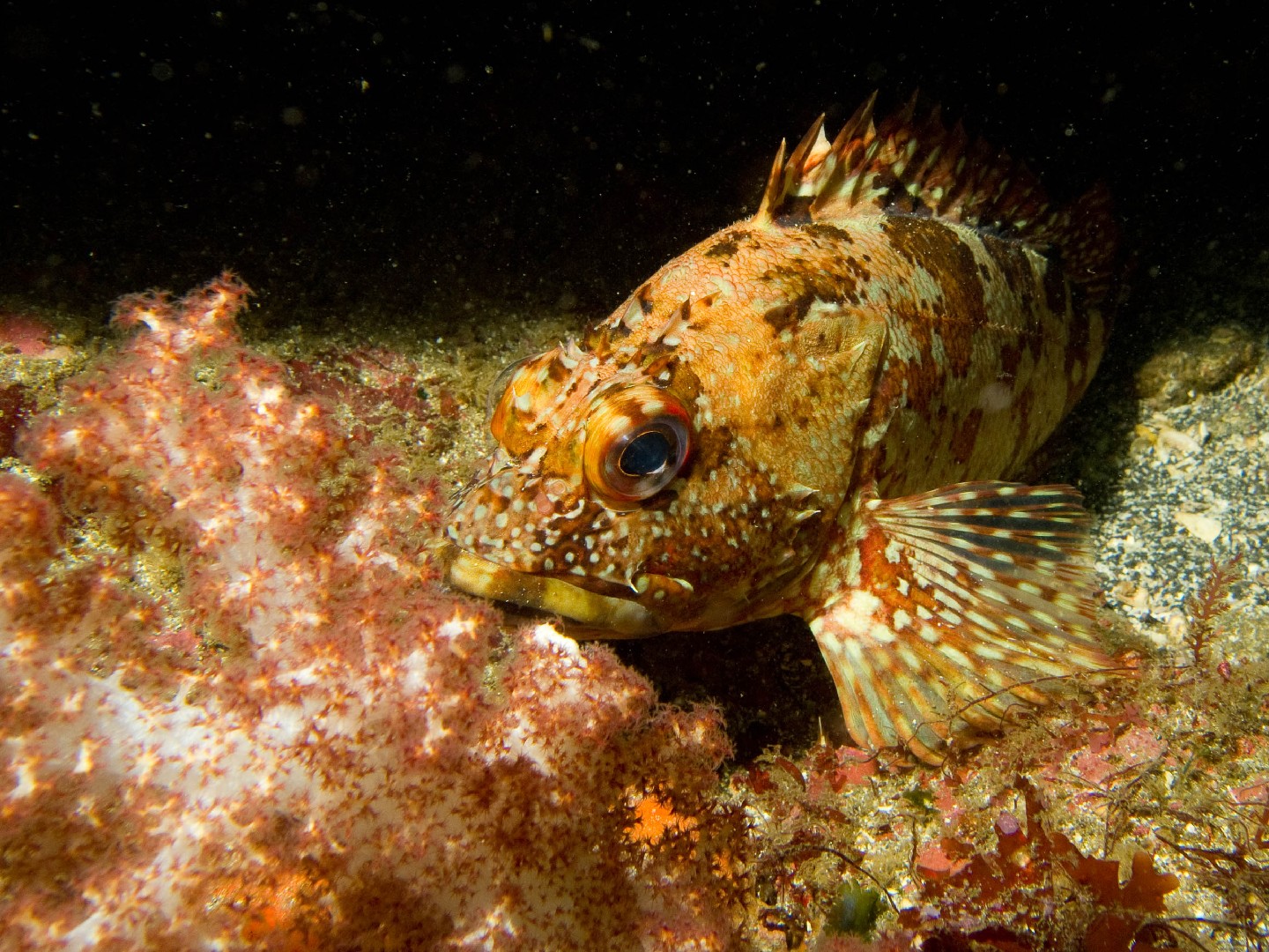 Окунь мраморный морской (Sebastiscus marmoratus)